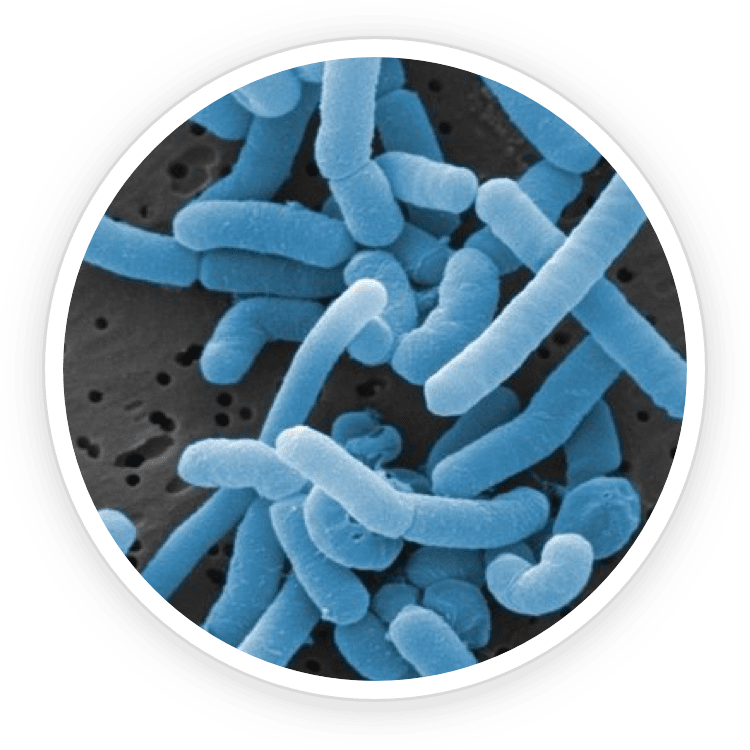 ProDentim: Repopulate Your Mouth with Good Bacteria Review